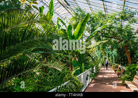 Erhöhten Laufsteg in den Gemäßigten Haus an der Royal Botanic Garden, Edinburgh, Schottland. Stockfoto