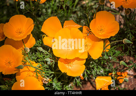 Eschscholtzia Californica in der dürren Ländern Haus an der Royal Botanic Garden, Edinburgh, Schottland. Stockfoto