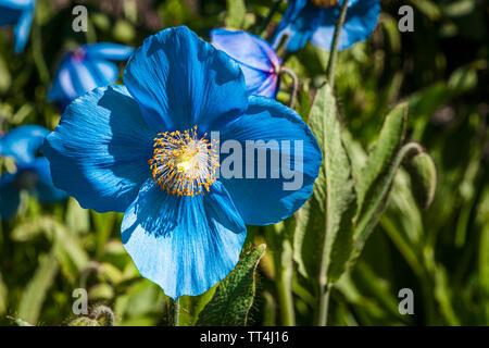 Blauer Himalaya Mohn in der Unteren Woodland Garden, Royal Botanic Garden, Edinburgh, Schottland. Stockfoto