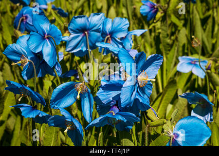 Blauer Himalaya Mohn in der Unteren Woodland Garden, Royal Botanic Garden, Edinburgh, Schottland. Stockfoto