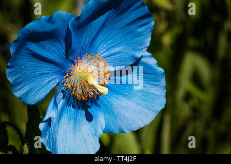 Blauer Himalaya Mohn in der Unteren Woodland Garden, Royal Botanic Garden, Edinburgh, Schottland. Stockfoto