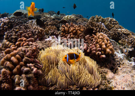 Orange-fin anemonenfischen in einer Anemone beim Tauchen in Huahine, Französisch Polynesien Stockfoto