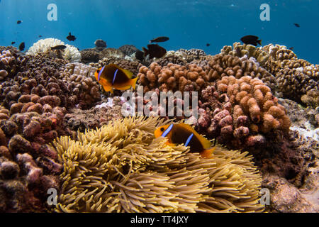 Orange-fin anemonenfischen in einer Anemone beim Tauchen in Huahine, Französisch Polynesien Stockfoto