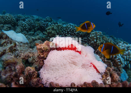 Orange-fin Anemonenfischen in einem gebleicht Anemone beim Tauchen in Bora Bora, Französisch-Polynesien Stockfoto