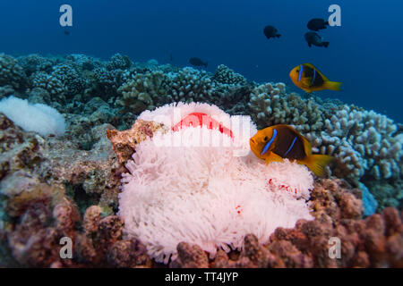 Orange-fin Anemonenfischen in einem gebleicht Anemone beim Tauchen in Bora Bora, Französisch-Polynesien Stockfoto