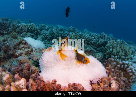 Orange-fin Anemonenfischen in einem gebleicht Anemone beim Tauchen in Bora Bora, Französisch-Polynesien Stockfoto