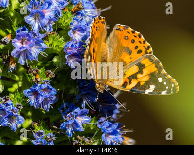 Ein Distelfalter Schmetterling, Vanessa cardui im Hinterhof in einem Vorort von Los Angeles auf Stolz auf Madeira blumen Feeds Stockfoto
