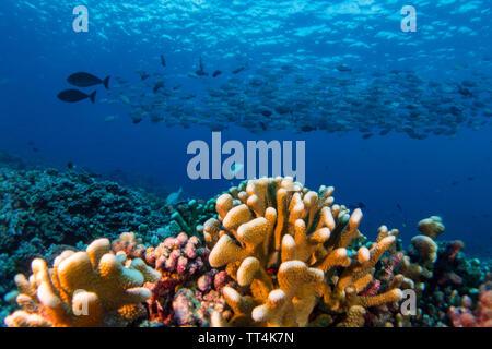 Eine große Schule von doktorfische über die Korallen beim Tauchen in Fakarava Atoll, Französisch Polynesien Südsee Stockfoto
