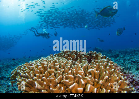 Eine große Schule von doktorfische über die Korallen beim Tauchen in Fakarava Atoll, Französisch Polynesien Südsee Stockfoto