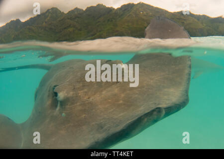 Tahiti stingray in der flachen Lagune von Mo'Orea Insel, Französisch Polynesien Stockfoto