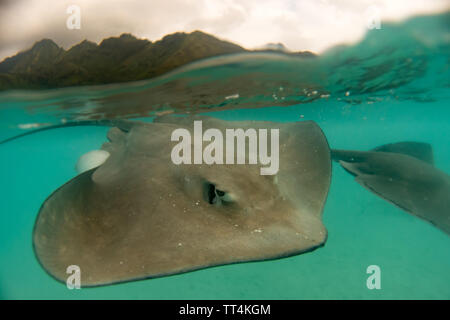 Tahiti stingray in der flachen Lagune von Mo'Orea Insel, Französisch Polynesien Stockfoto