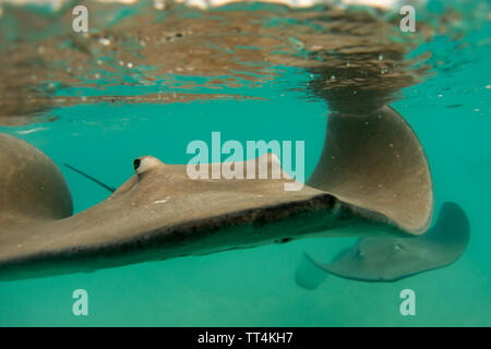 Tahiti stingray in der flachen Lagune von Mo'Orea Insel, Französisch Polynesien Stockfoto