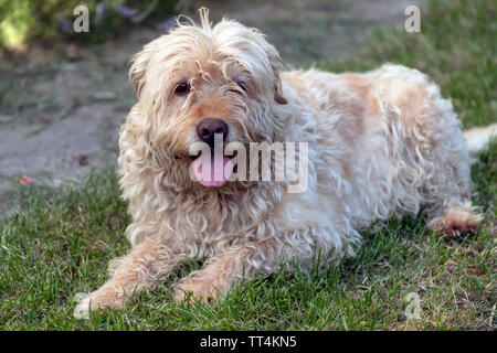 Portrait von haarig Braune mutt Hund Stockfoto