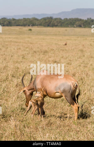 Topi (Damaliscus lunatus) kalben und neue Geboren am Maasai Mara National Nature Reserve, Kenia, Ostafrika. Stockfoto