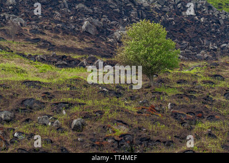 Bracken fängt durch die geschwärzte Boden nach der Wildfire auf Ilkley Moor, UK zu wachsen Stockfoto