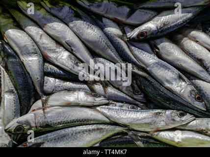 Makrele (Scomber scombrus), vor kurzem gefangen Stockfoto