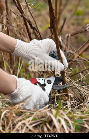 Hände in Handschuhe Beschneidung Himbeere mit gartenschere im Garten Stockfoto