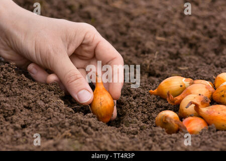 Hand Pflanzen gesetzt Zwiebel im Gemüsegarten Stockfoto