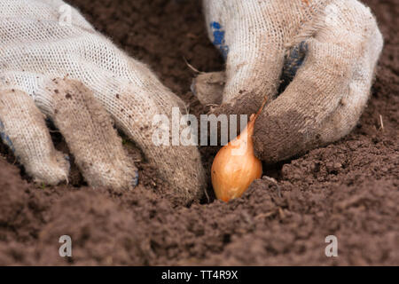 Hände in Handschuhe Zwiebeln Pflanzen im Gemüsegarten Stockfoto