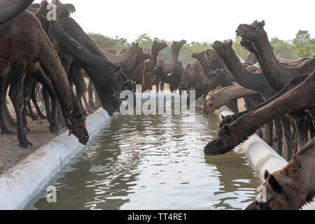 Kamele trinken sie Wasser in der Wüste Thar während des jährlichen Pushkar Camel Fair in der Nähe der heiligen Stadt Pushkar, Rajasthan, Indien. Diese Messe ist die größte Camel Trading fa Stockfoto