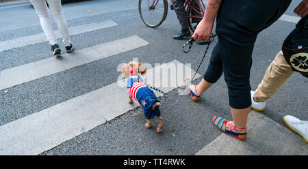 Malerische Benutzer eines Zebrastreifen, Hund in Kunming, Yunnan, China, Asien Stockfoto