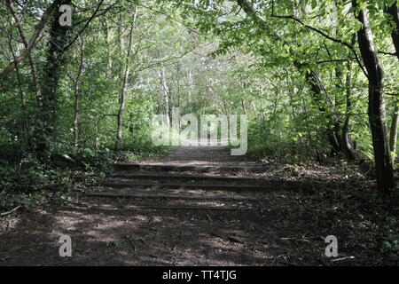 Waldlandschaft Szene, ein breiter Weg mit grünen Bäumen im Sonnenlicht auf beiden Seiten der Weg, der in die Ferne führt Stockfoto