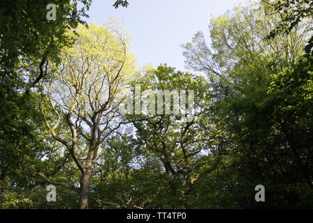 Das Bild zeigt einen Blick in den blauen Himmel schauen durch das Laub und Vordach Wald Bäume Stockfoto