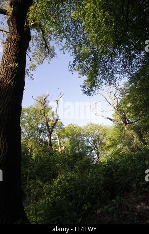 Das Bild zeigt einen Blick in den blauen Himmel schauen durch das Laub und Vordach Wald Bäume Stockfoto