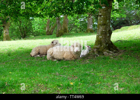 Dorset Schafen und Lämmern sitzen unter einem Baum auf einer Farm im Frühjahr Llandovery, Carmarthenshire Wales UK KATHY DEWITT Stockfoto