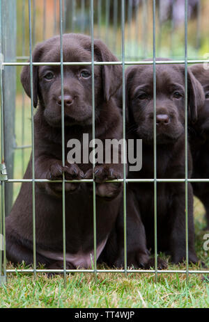 Chocolate Labrador Welpen Stockfoto