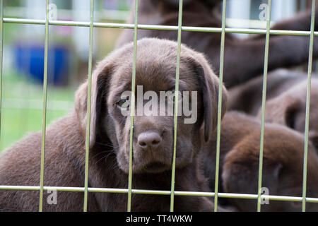 Chocolate Labrador Welpen Stockfoto