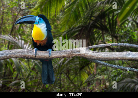 Channel-billed Toucan (Ramphastos vitellinus) im Baum im Wald gelegen, beheimatet in Trinidad und tropisches Südamerika Stockfoto