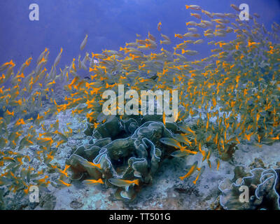 Eine große Schule von Yellowtail Snapper (Ocyurus chrysurus) in El Nido, Palawan Stockfoto