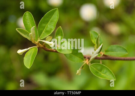 Blumen ab einem elaeagnus Multiflora semi-Evergreen shrubgrowing im Nordosten Italiens. Auch als Cherry Elaeagnus, Kirsche Silverbe bekannt Stockfoto