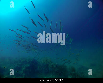 Eine Schule der Gelbschwanz Barrakuda (Sphyraena flavicauda) Stockfoto