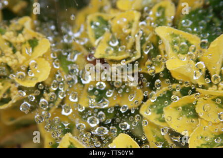 Winter Kriechgang Pflanze mit Wasser auf Spinnennetz Stockfoto