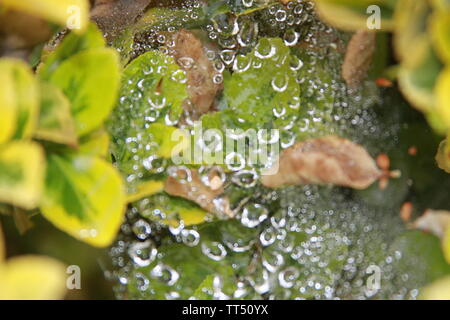 Winter Kriechgang Pflanze mit Wasser auf Spinnennetz Stockfoto