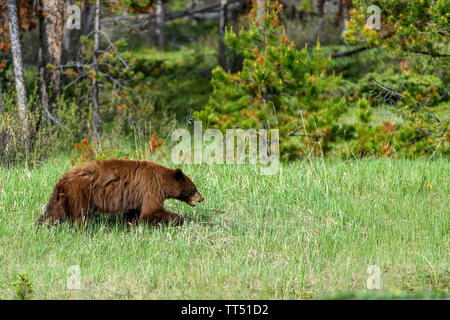 Amerikanischer Schwarzbär (Ursus americanus) grazin Gras in den Banff National Park, Alberta, Kanada Stockfoto