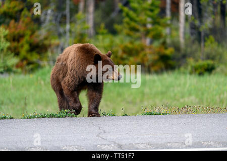 Amerikanischer Schwarzbär (Ursus americanus) im Zimt Farbe, schafft einen gefährlichen Verkehrssituationen wile aus der Wüste, und läuft durch Stockfoto