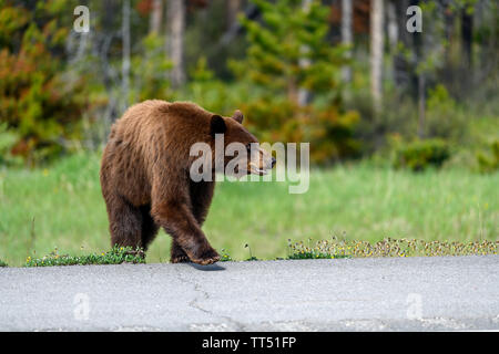 Amerikanischer Schwarzbär (Ursus americanus) im Zimt Farbe, schafft einen gefährlichen Verkehrssituationen wile aus der Wüste, und läuft durch Stockfoto