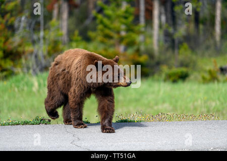 Amerikanischer Schwarzbär (Ursus americanus) im Zimt Farbe, schafft einen gefährlichen Verkehrssituationen wile aus der Wüste, und läuft durch Stockfoto