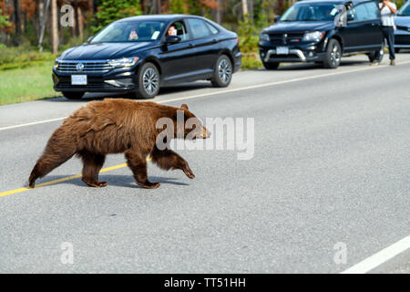 Amerikanischer Schwarzbär (Ursus americanus) im Zimt Farbe, schafft einen gefährlichen Verkehrssituationen wile aus der Wüste, und läuft durch Stockfoto