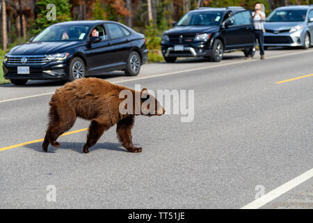 Amerikanischer Schwarzbär (Ursus americanus) im Zimt Farbe, schafft einen gefährlichen Verkehrssituationen wile aus der Wüste, und läuft durch Stockfoto