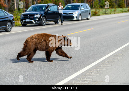 Amerikanischer Schwarzbär (Ursus americanus) im Zimt Farbe, schafft einen gefährlichen Verkehrssituationen wile aus der Wüste, und läuft durch Stockfoto