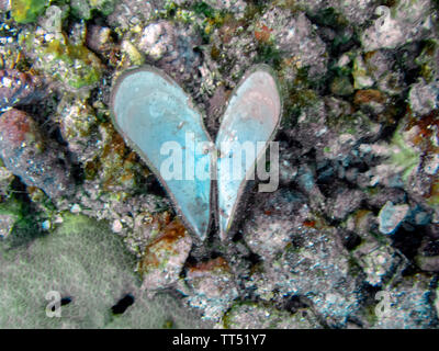 Love The Ocean - A heart shape sea shell near a coral reef Stockfoto