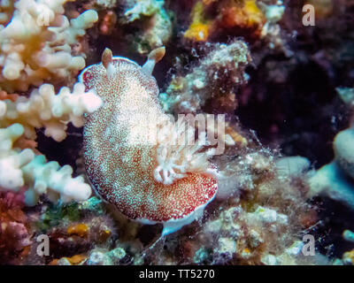 Eine Nahaufnahme eines Doris reticulatus Nacktschnecke Stockfoto