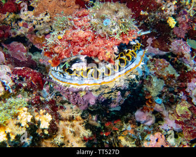 Ein riesiger thorny Oyster (Spondylus varius) Stockfoto