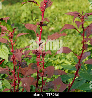 Red Spinat mit Samen und Blüten Stockfoto