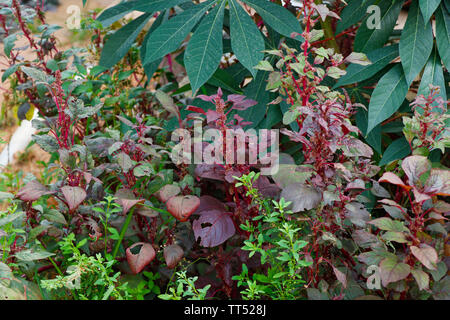 Red Spinat mit Samen und Blüten Stockfoto