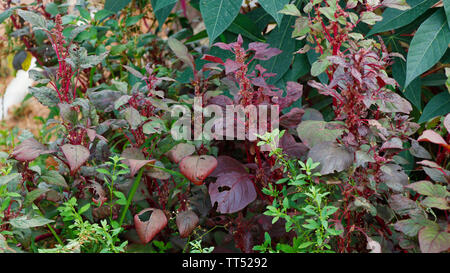 Red Spinat mit Samen und Blüten Stockfoto